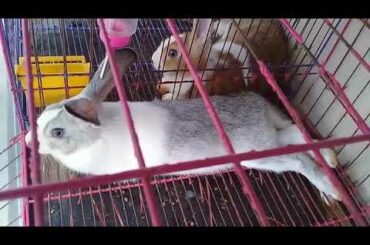 Bugs Bunny