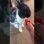 cute bunny eating a strawberry