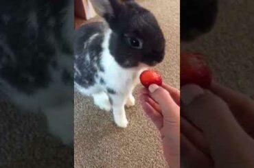 cute bunny eating a strawberry