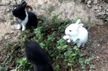 Cute Rabbits
