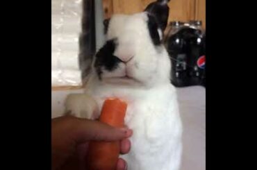rabbit eating a carrot