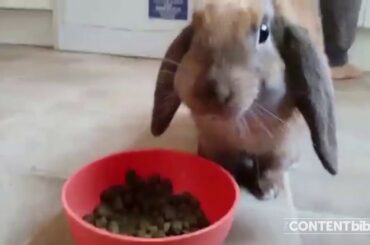 Eric the rabbit doesn't like his food in a bowl.