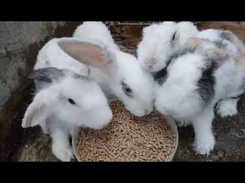 #bunnyfooding #cute #fighting BUNNY fooding | Happybirthday