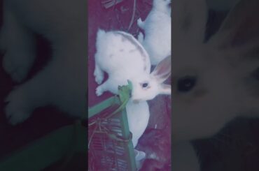 Baby bunny rabbits