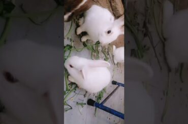 Cute baby bunnies rabbits