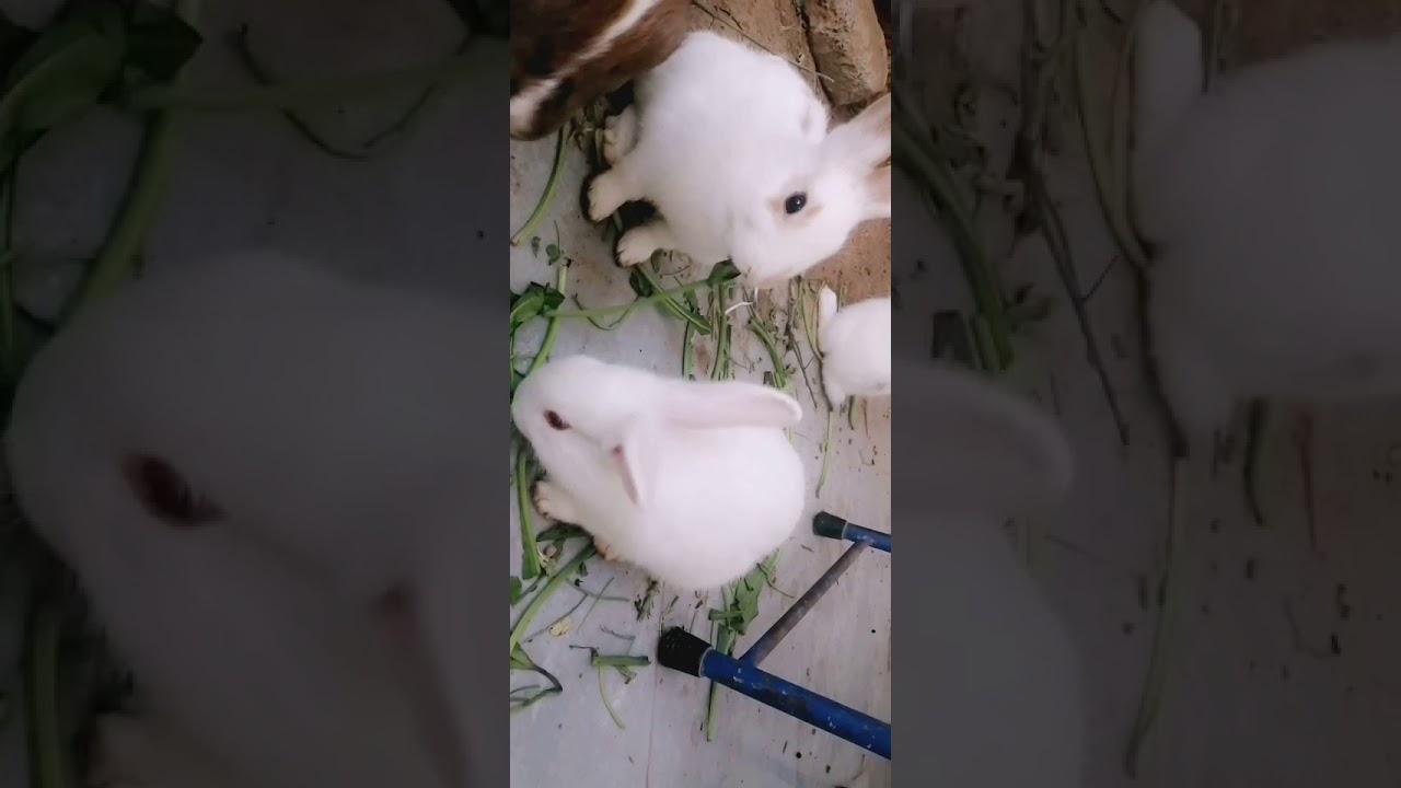 Cute baby bunnies rabbits