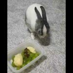 grooming baby rabbit