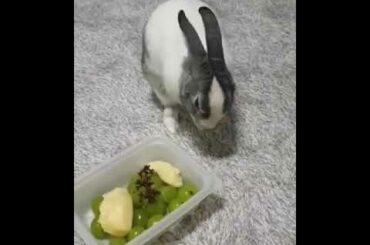 grooming baby rabbit