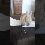 Comment from a scale 1 to 10 how cute my rabbit is.(Peter Rabbit)