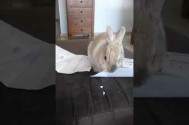 Comment from a scale 1 to 10 how cute my rabbit is.(Peter Rabbit)