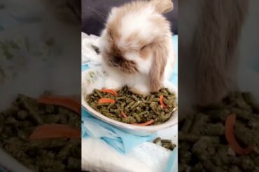 6 Weeks Old Munchkin Bunny