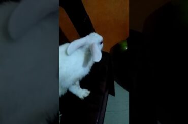 Rabbit funny videos