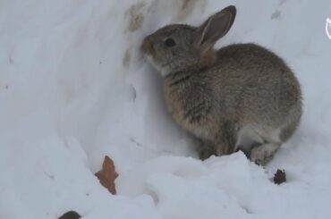 WATCH: Adorable baby rabbit searching for food in the snow at Slane