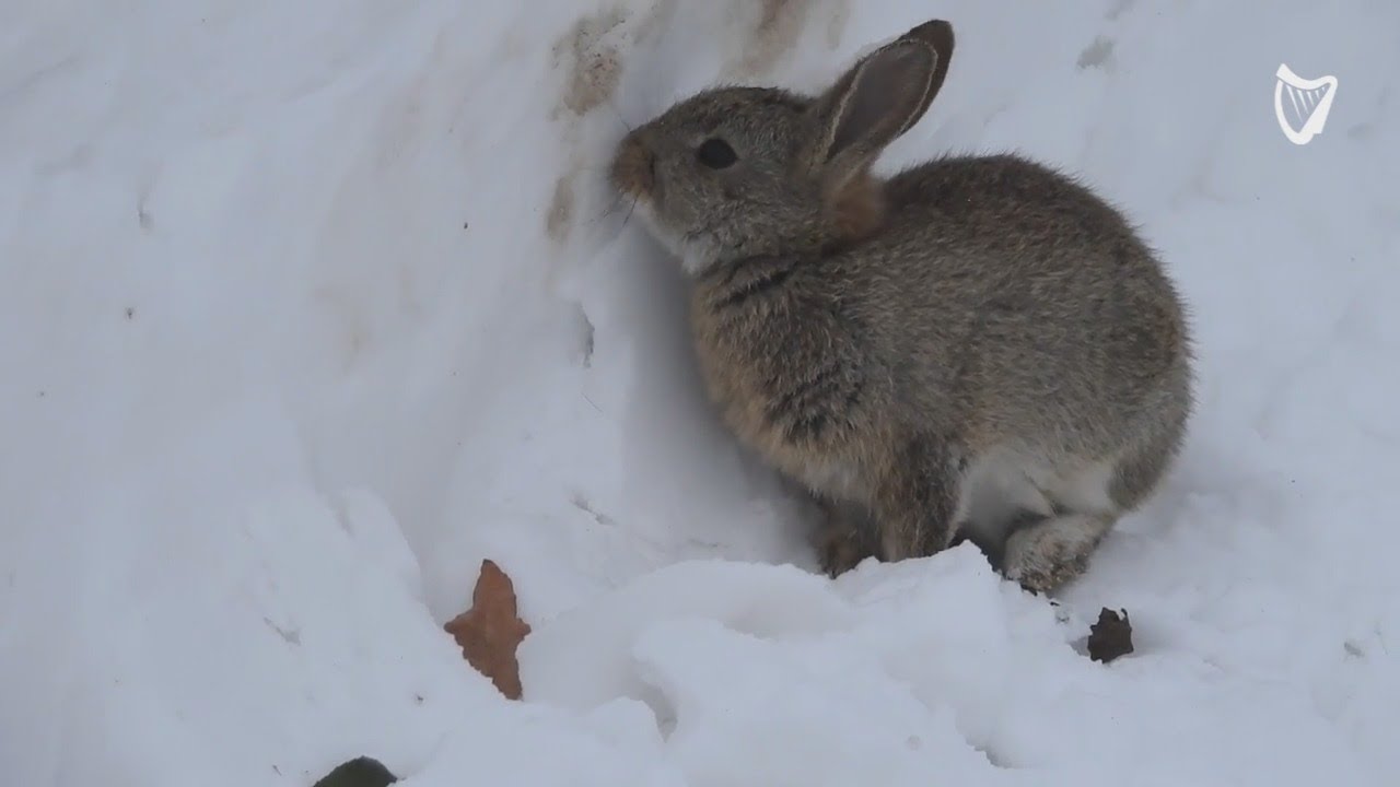 WATCH: Adorable baby rabbit searching for food in the snow at Slane
