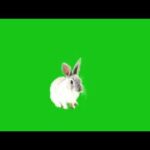 Rabbit green screen#cute rabbit green screen