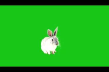 Rabbit green screen#cute rabbit green screen