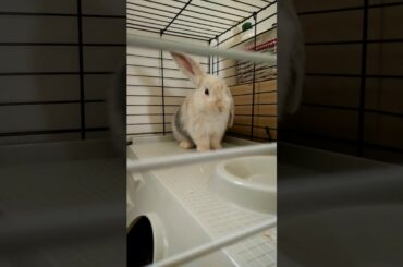 Bunny rabbit has sneeze attack