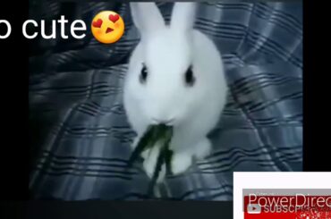 Trend Bunny Super Cute but Really Awesome|Trending Videos