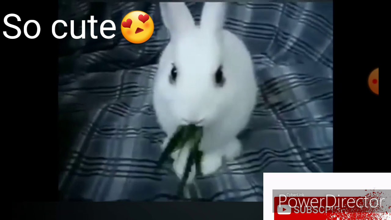 Trend Bunny Super Cute but Really Awesome|Trending Videos