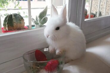 CONEJO BLANCO TOY BEBÉ COMIENDO, BABY WHITE RABBIT. FUNNY BUNNY. 🐰