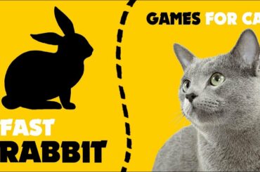 CAT GAMES ★ FAST RABBIT HUNT on screen