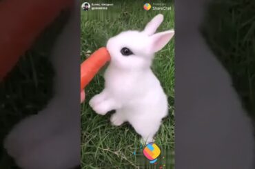 Cute little rabbit