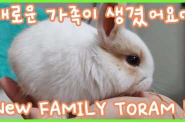 새로운 가족 토람이가 왔어요! Toram came to the house !