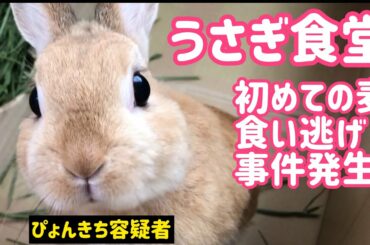 【うさぎ】うさぎ食堂で初麦食い逃げ事件【かわいい】Cute rabbit #56