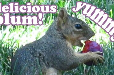 What Do Squirrels Eat - California Ground Squirrel Food - Funny Animals - Cute Animal Videos Jazevox
