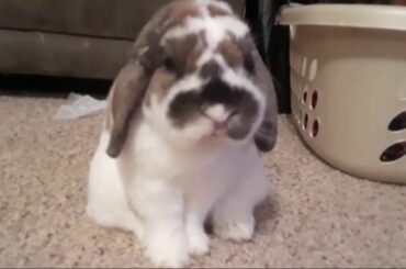 ASMR cute bunny❤