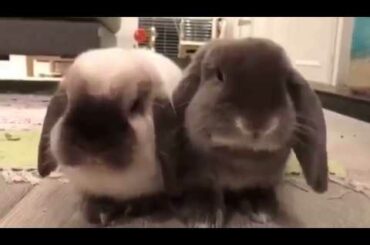 Cute rabbits having an afternoon snack