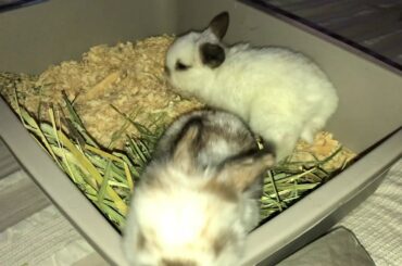 Sold! 3 Week Old Holland Lop Bunnies