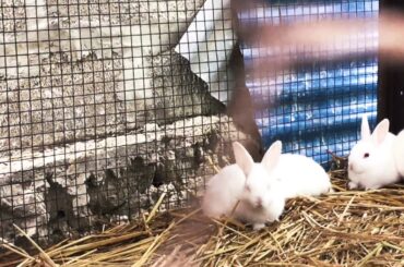 एउटै खरायाले पायो १५ वटा बच्चा ll भिडियो हेर्नुुस् ll Funny rabbit