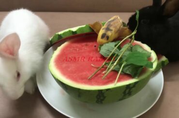 White Rabbit eating watermelon ASMR | Animals funny Video