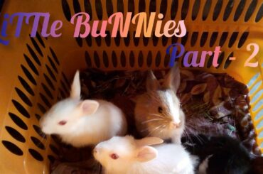 MY LITTLE BABY BUNNIES - Part - II