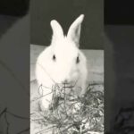 #rabbitlover 😄😄Cute baby rabbit eating 😇😇😍😍 #