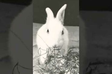 #rabbitlover 😄😄Cute baby rabbit eating 😇😇😍😍 #