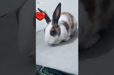 Cute little bunny 💖