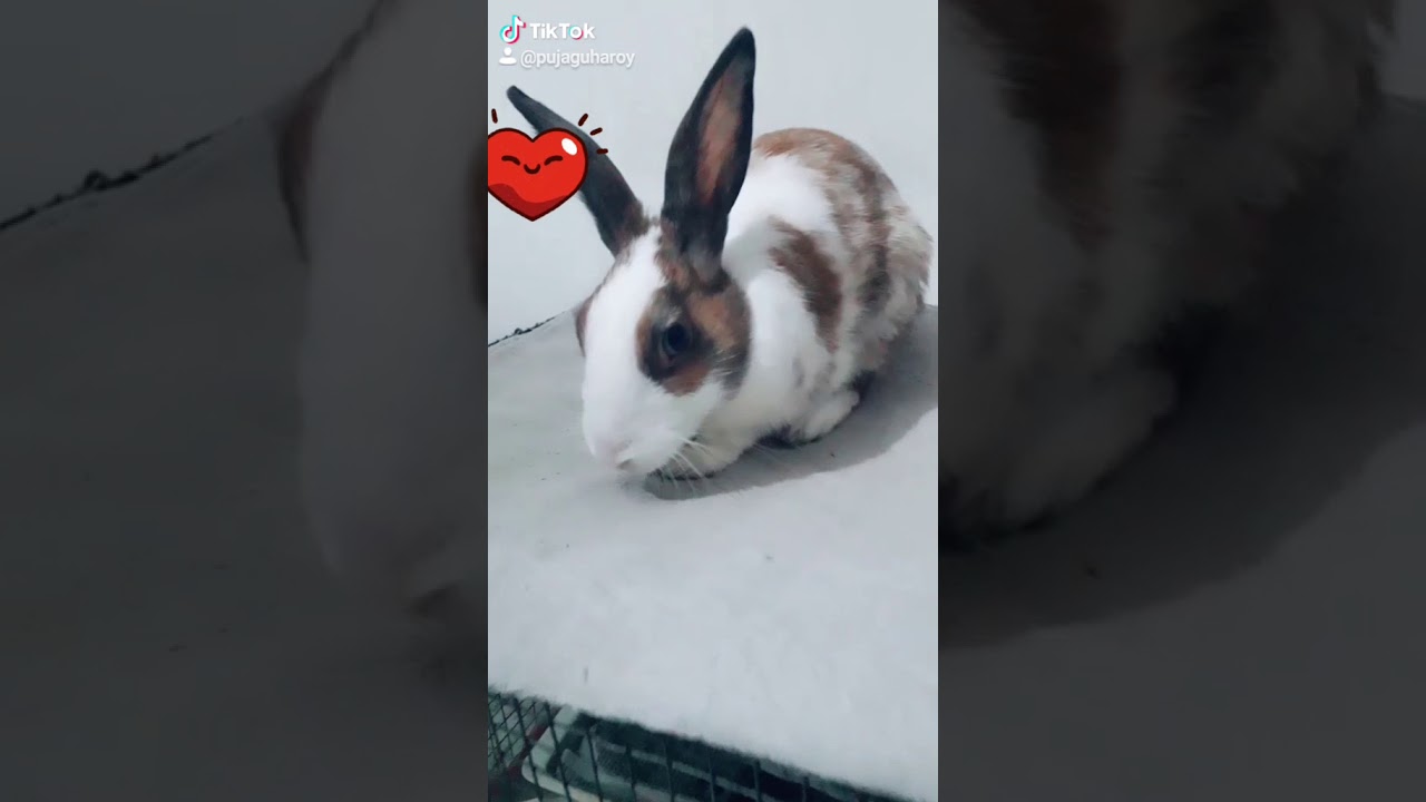 Cute little bunny 💖
