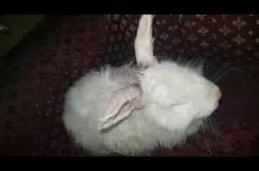 White californian rabbit