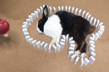 Sleeping Rabbit Surrounded By Dominoes