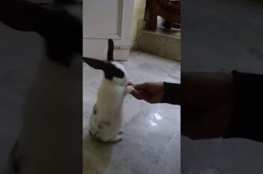 Cute rabbit eating carrot