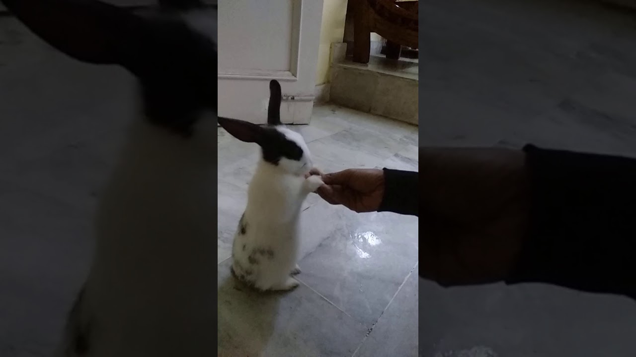 Cute rabbit eating carrot