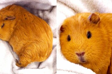 Guinea Pigs - Funny and Cute Small Animals - Adorable Moments | Wheek Wheek Pets