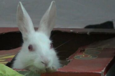 4 Weeks Old Pair Of Rabbits | Hello World |