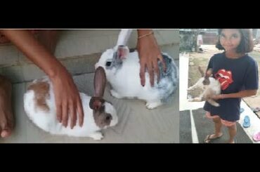 Waiting for Cute Kunnu Rabbit When going to have cute bunnies