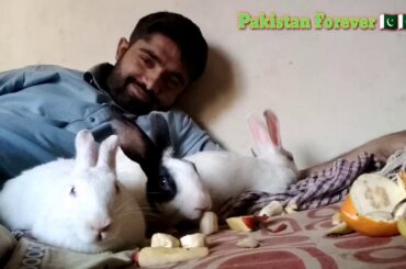 My Beautiful Rabbits 😍😍🇵🇰🇵🇰