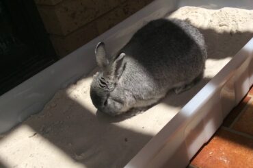 Blinky ROLLING in his sand pit (so cute)