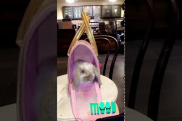Little Bunny At Starbucks