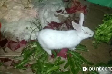 Rabbit cute activity